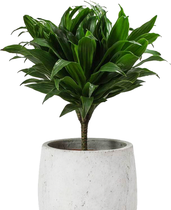 Imagen de una planta de interior de Azalea