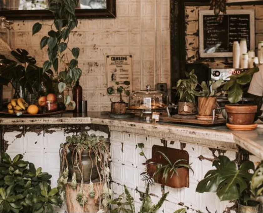 Imagen de muchas planta de interior de Azalea