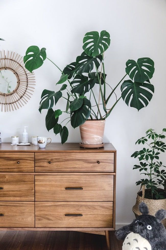 Imagen de una planta de interior de Azalea