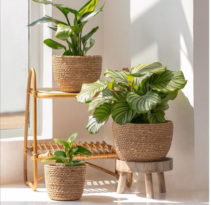 Imagen de plantas de interior de Azalea